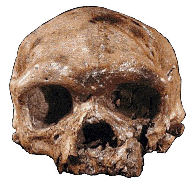 Athena Review 5-1 Records of Life 46: Homo erectus 3