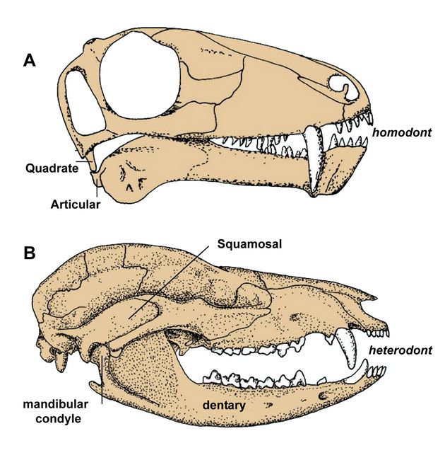 Hadrosaur Fossil S.V.F In Display Case Dinosaur Tooth 
