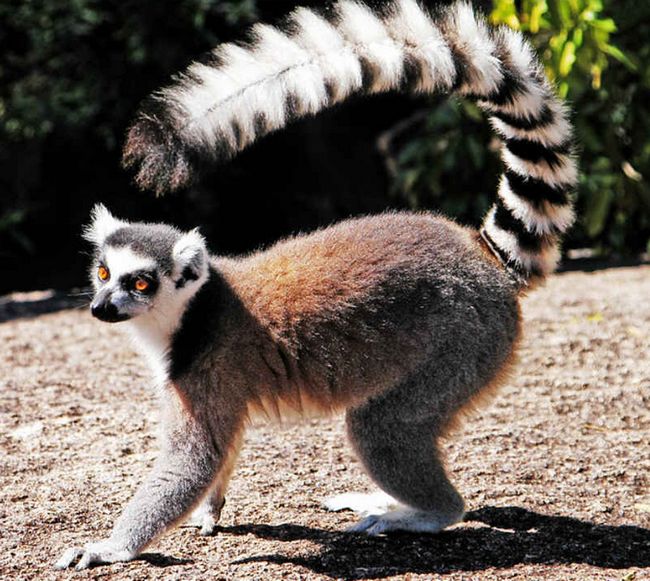 Lemur catta in Madagascar